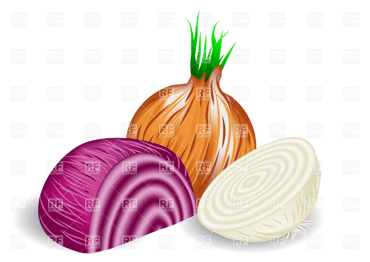 1200x849 Onions In Three Colors On White Background Royalty Free Vector