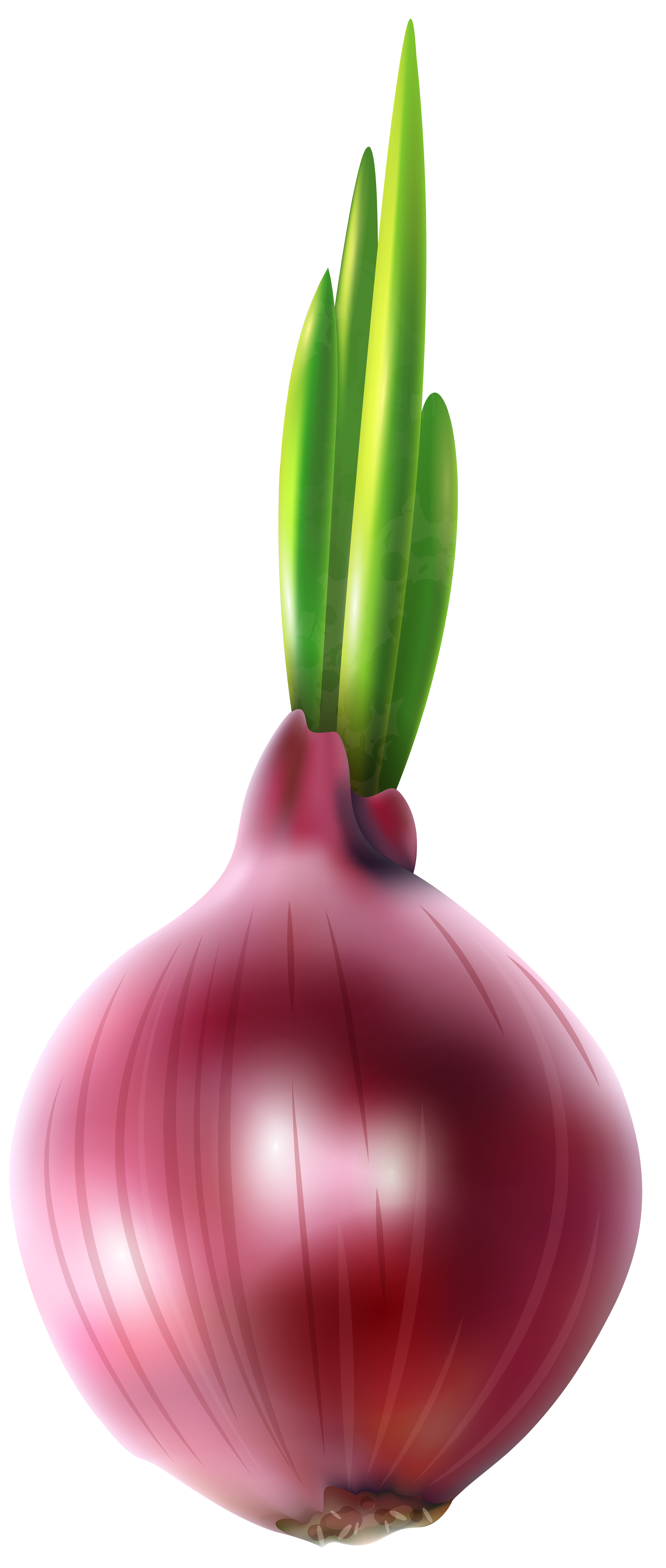 3398x8000 Red Onion Free Png Clip Art Imageu200b Gallery Yopriceville