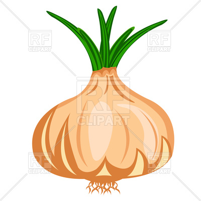400x400 Vegetable Onion Royalty Free Vector Clip Art Image