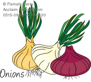 300x270 Clip Art Illustration Of Fresh Picked Onion