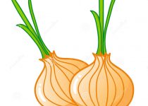 210x150 Clip Art Onion Clip Art