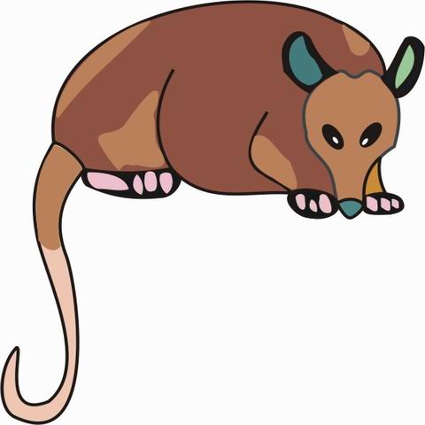 480x480 Opossum Coloring Pages For Kids To Color And Print