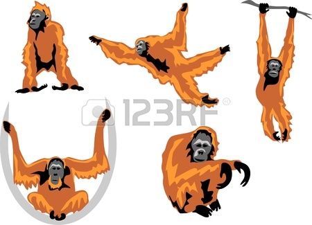 450x325 Orangutan Monkeys Orangutan And Illustrators
