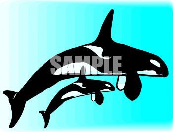350x267 Mother Orca Whale And Her Calf