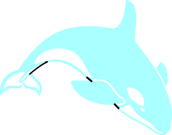 600x472 Orca Clip Art