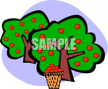 350x291 Apples Growing On Apple Trees In A Fruit Orchard