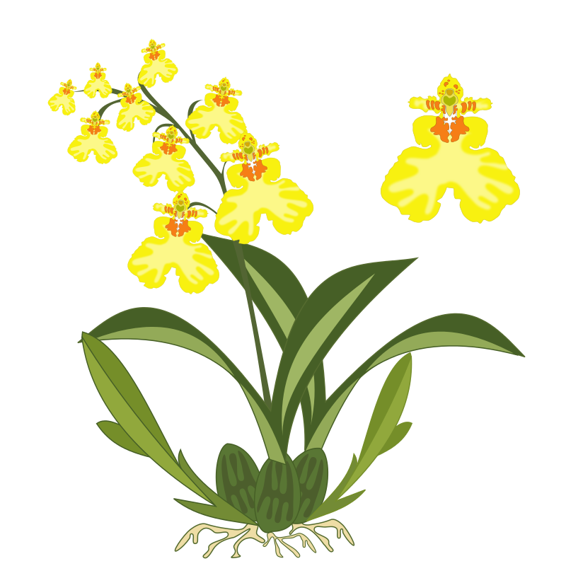 800x800 Free Clipart Oncidium Jpenrici