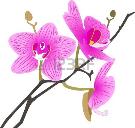 450x426 Orchid Clipart