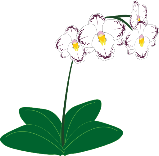 512x503 Orchid Clipart I2clipart