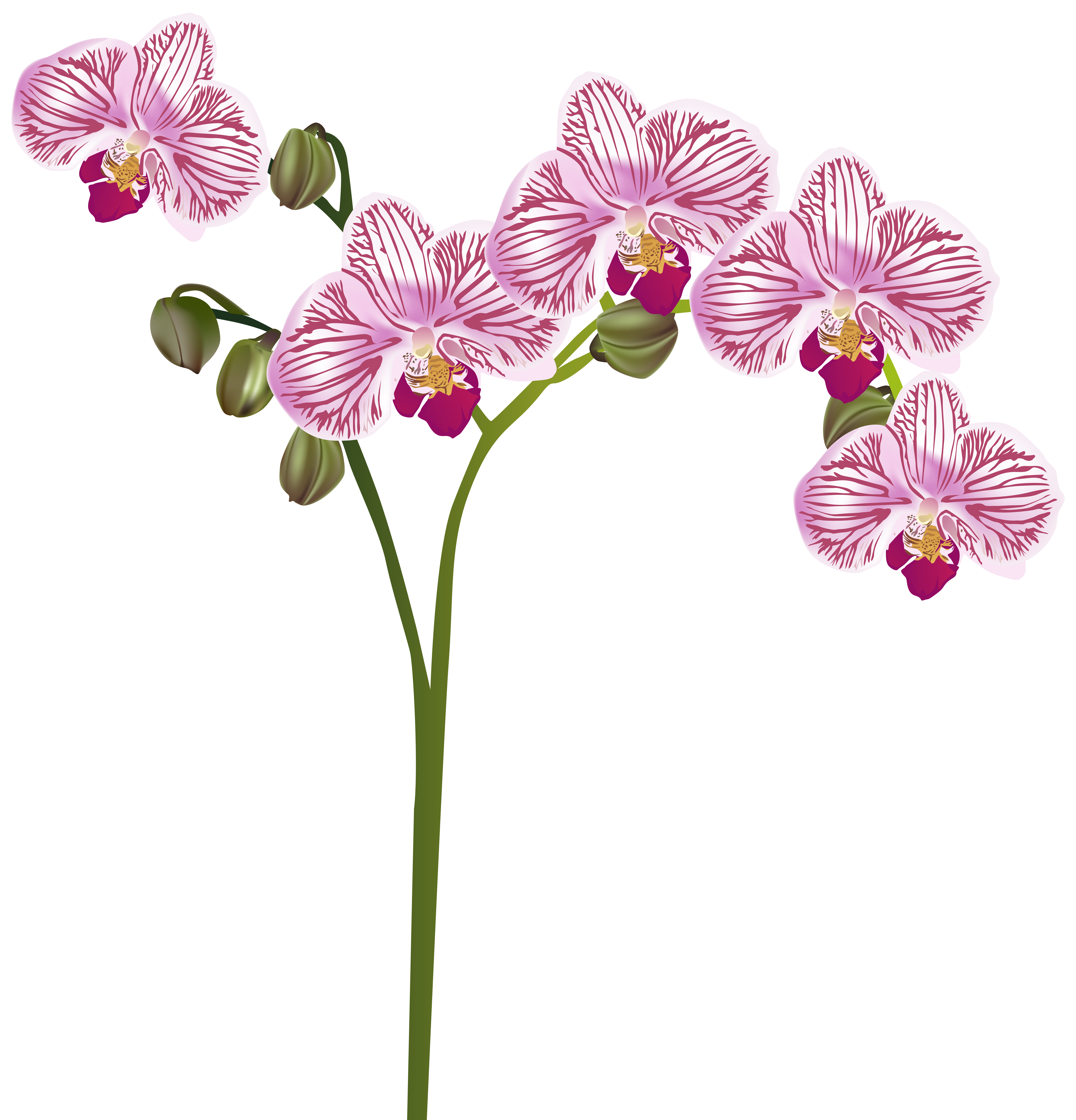 7682x8000 Orchid Transparent Clip Art Imageu200b Gallery Yopriceville