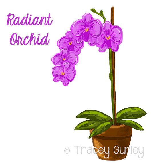 570x570 Orchid Daisy Clipart, Explore Pictures