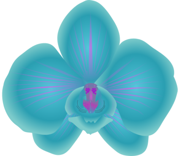 600x527 Blue Orchid Clipart