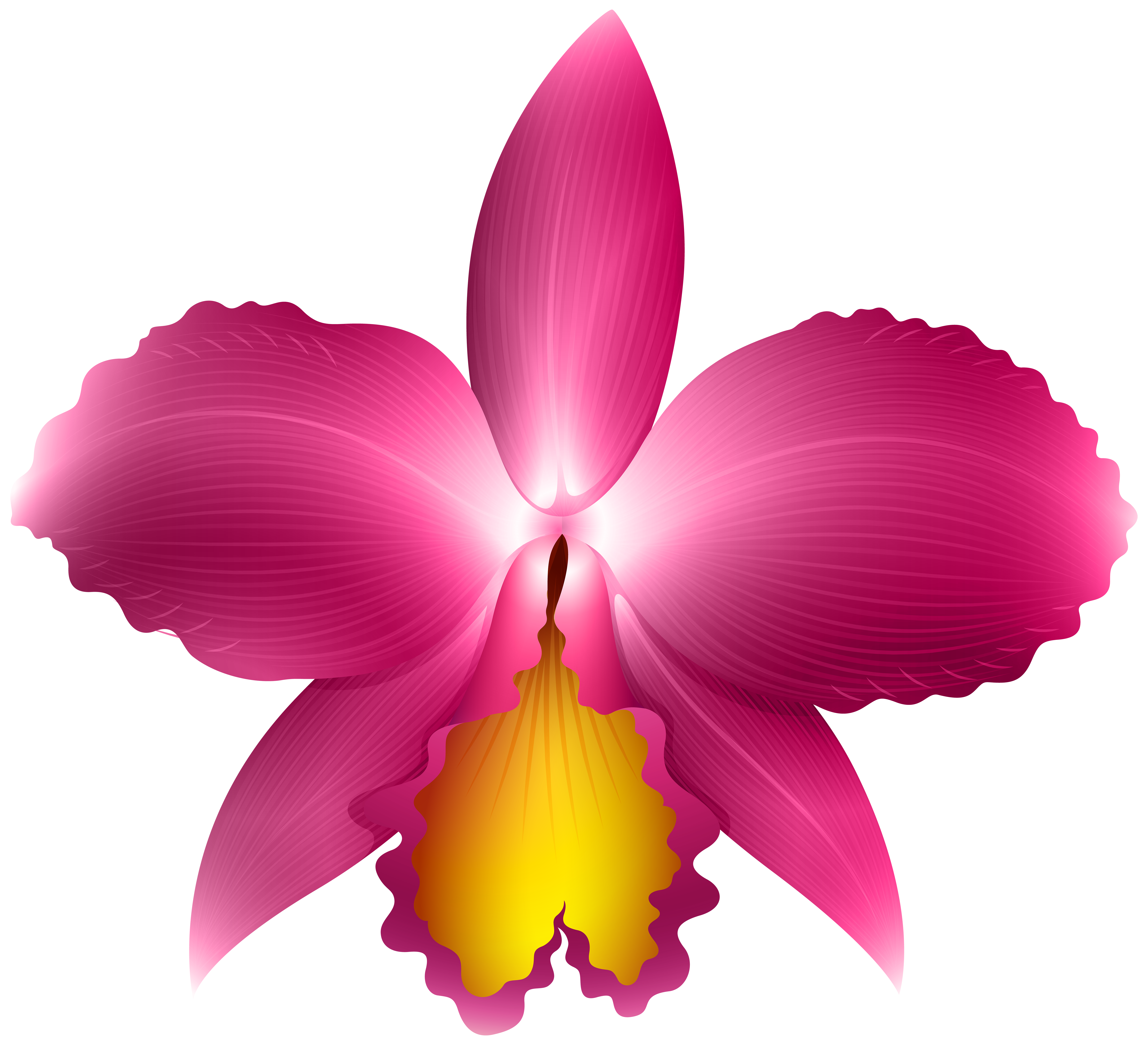 6000x5460 Pink Orchid Transparent Png Clip Art Imageu200b Gallery Yopriceville