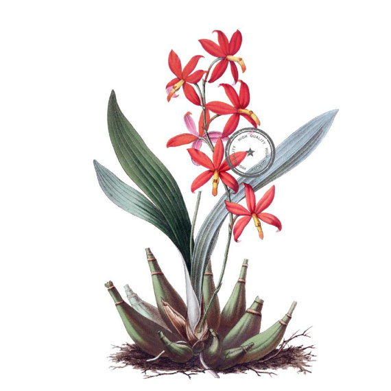 570x570 Red Orchid Flower Clip Art Vintage Clipart Prosthechea Vitellina