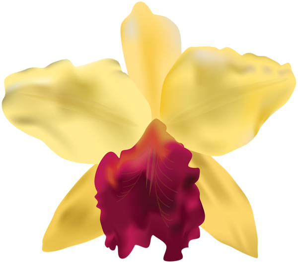 600x531 Yellow Orchid Png Clip Art Imageu200b Gallery Yopriceville