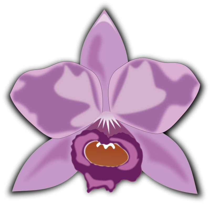 800x800 Free Clipart