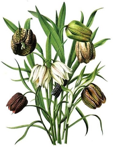 369x480 Free Vintage Flowers Clip Art