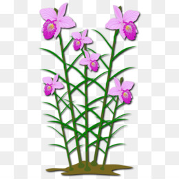 260x260 Free Download Arundina Plant Clip Art