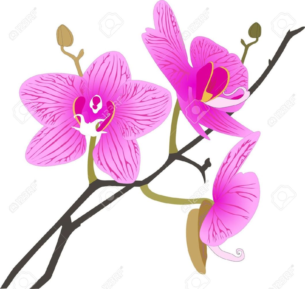 1060x1003 Orchid Flower Clipart Inspirational Design Ideas
