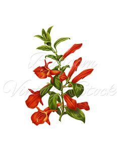 236x305 Orchid Flower Clipart, Watercolor Clipart, Purple Flower Clipart