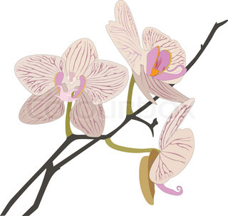 320x303 Black Orchid Stock Vector Colourbox