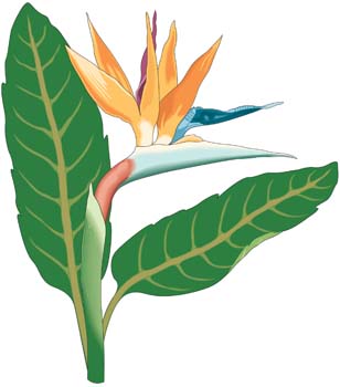 308x350 Orchidee Blume 1 Cliparts, Clipart