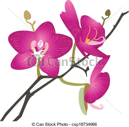 450x445 Orchids Flowers It Is Isolated Clip Art Vector