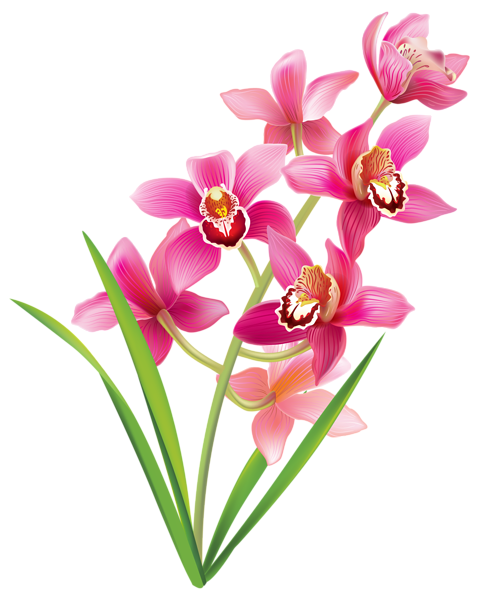 479x600 Pink Orchids Png Clipart Image Clip Art Pink