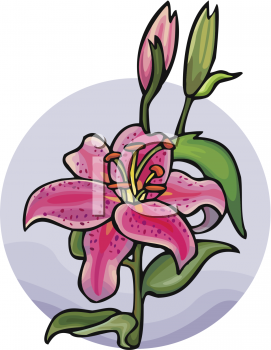 271x350 Royalty Free Orchid Clip Art, Flower Clipart