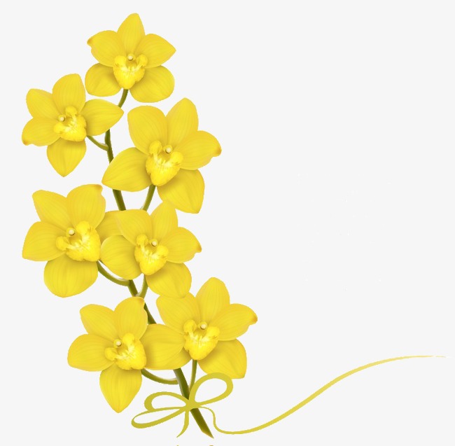 650x637 Yellow Butterfly Orchid, Orchid, Phalaenopsis, Yellow Phalaenopsis