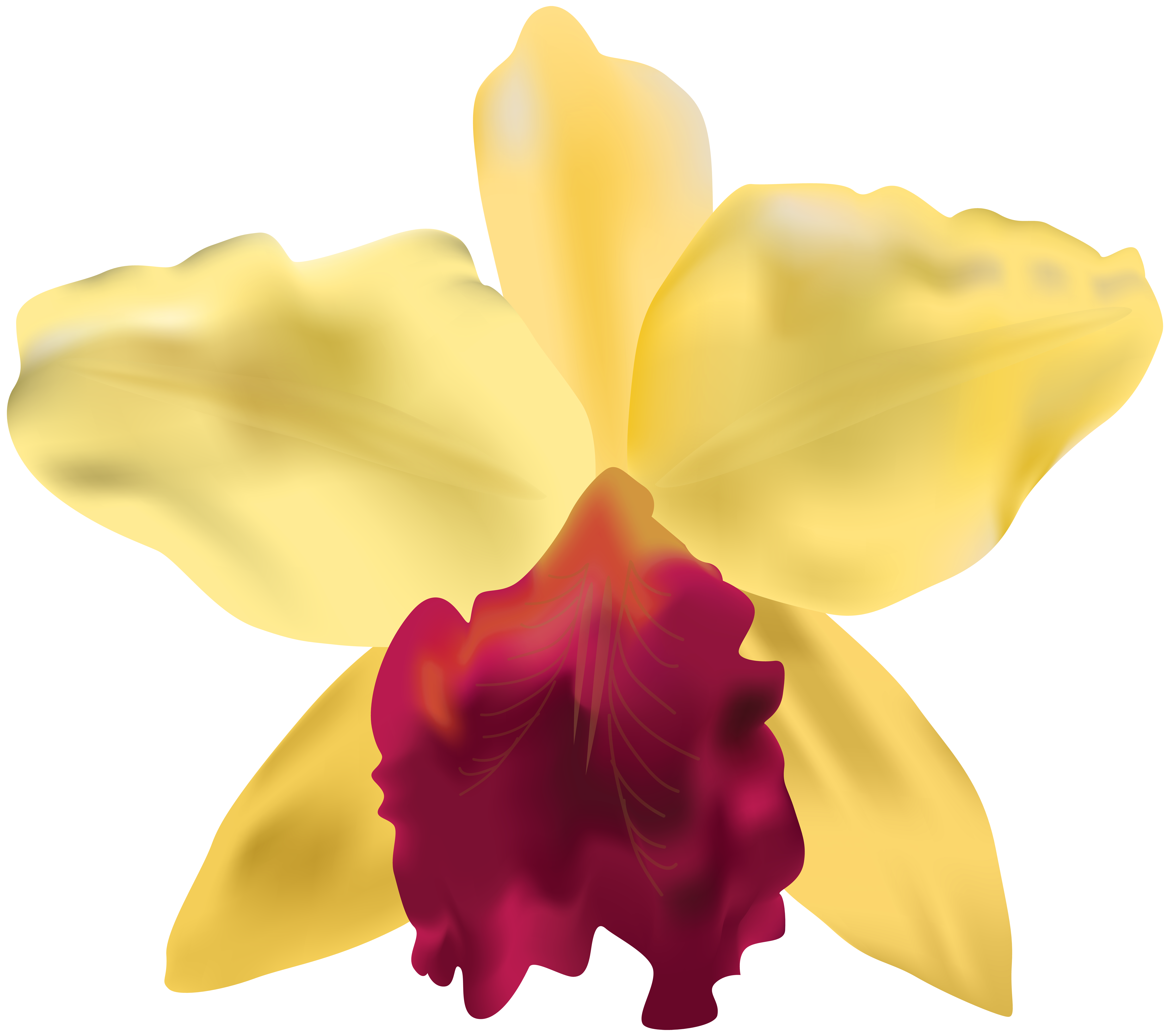 8000x7082 Yellow Orchid Png Clip Art Imageu200b Gallery Yopriceville