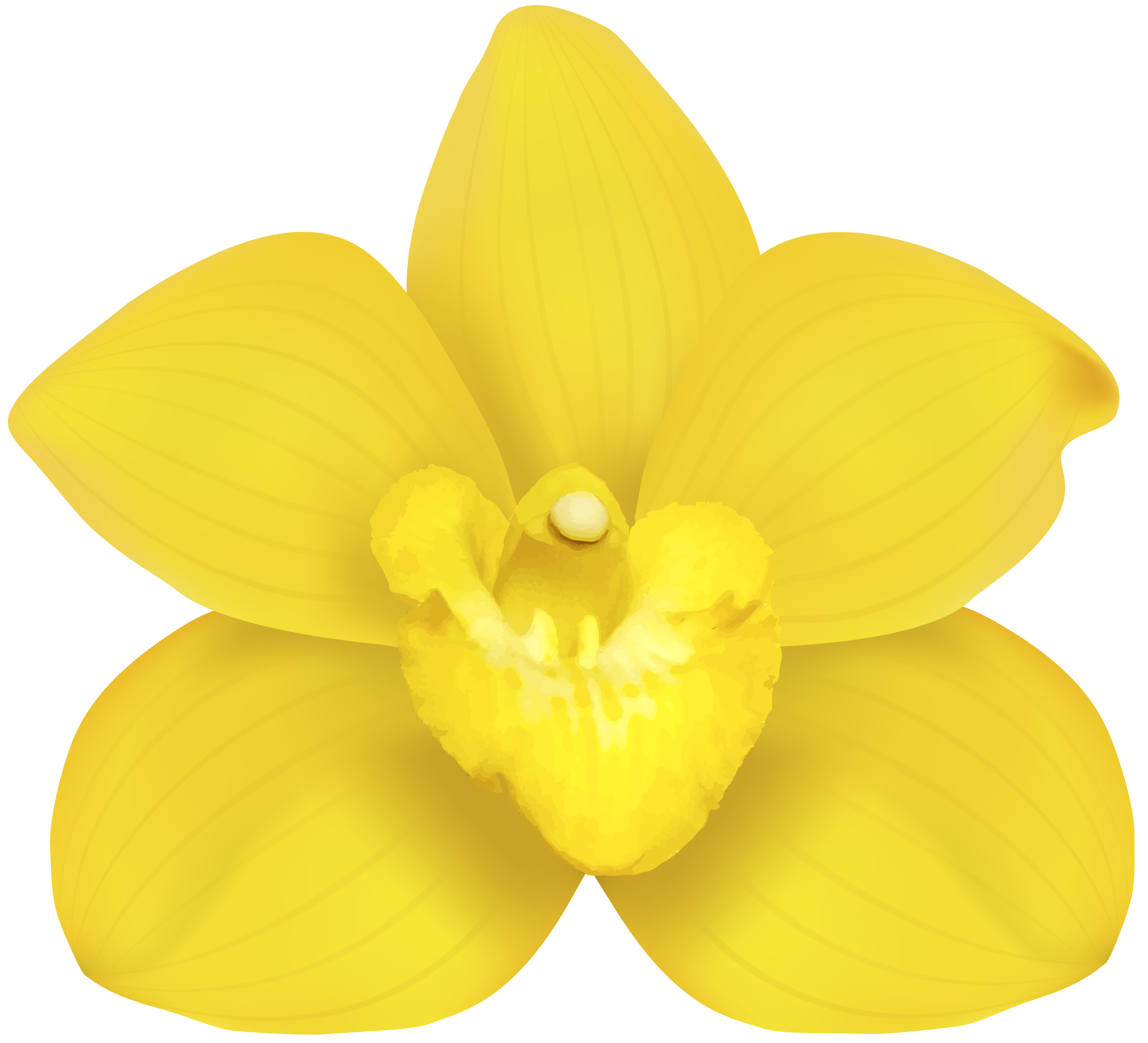 8000x7270 Yellow Orchid Png Clip Artu200b Gallery Yopriceville