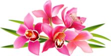 222x112 (54).png Orchid And Art Flowers