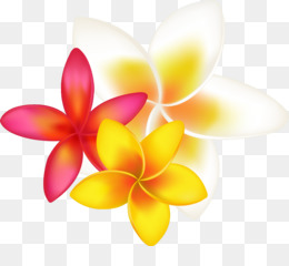 260x240 Frangipani Drawing Clip Art