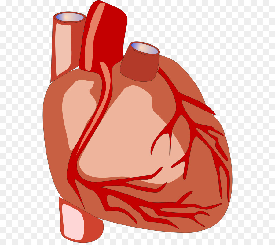 900x800 Heart Anatomy Human Body Organ Clip Art