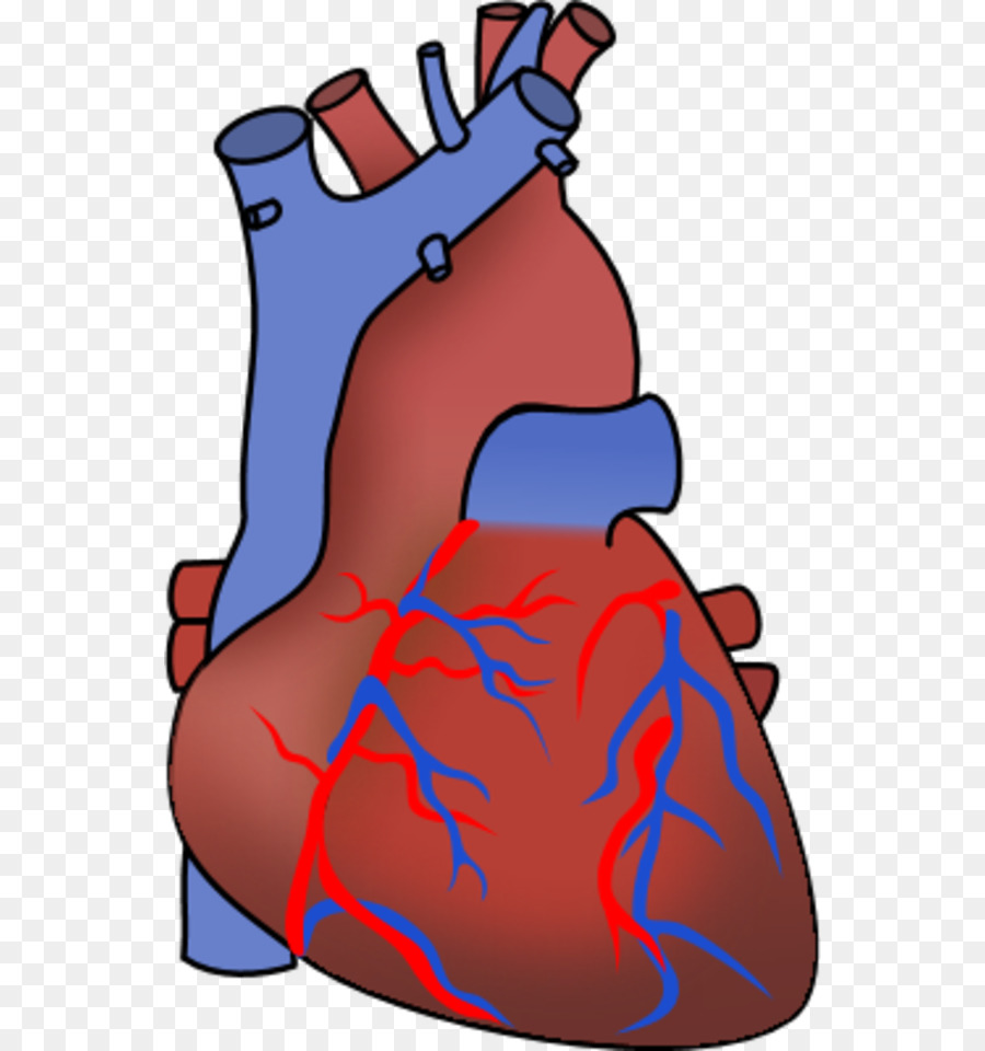 900x960 Heart Organ Anatomy Clip Art
