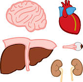 170x168 Organ Clip Art Free Clipart Panda