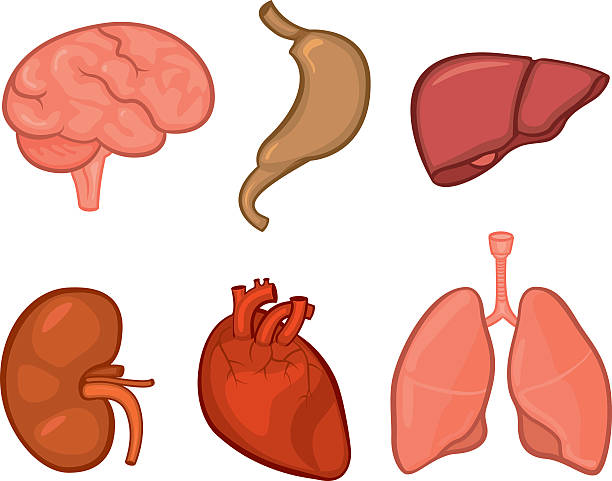612x481 Organs Clipart
