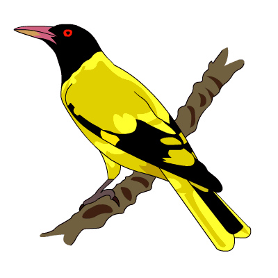400x400 Black Hooded Oriole Srasri