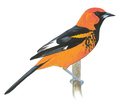 386x342 Finch Clipart Oriole Bird