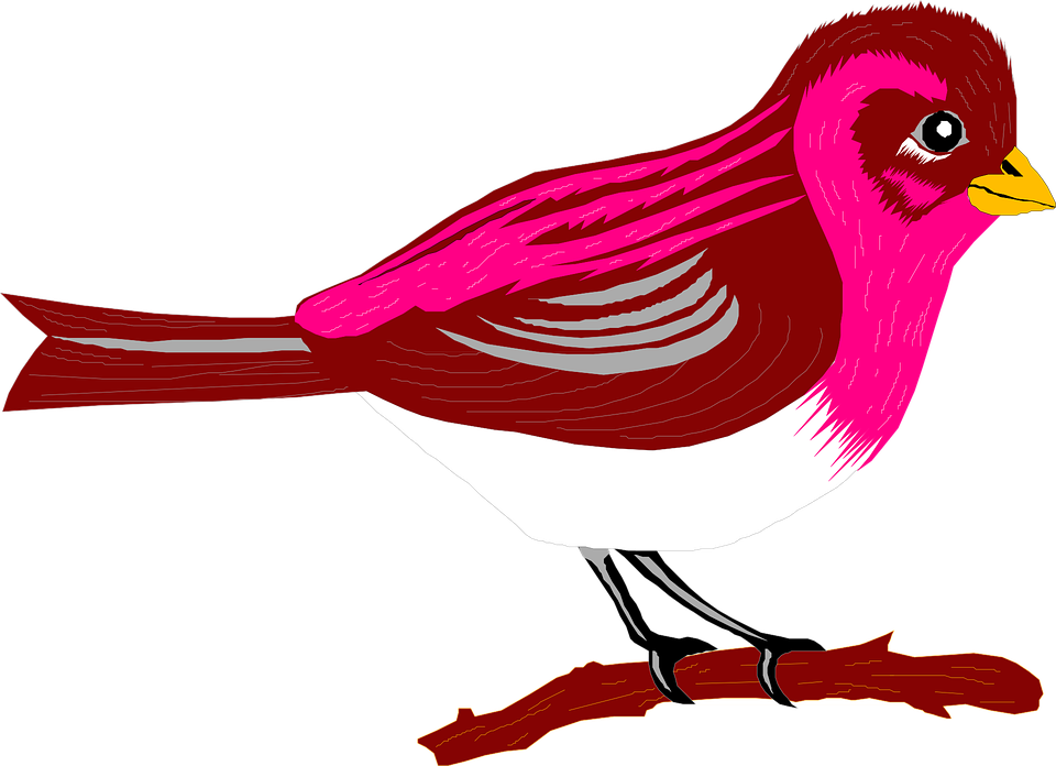 960x696 Finch Clipart Bird Branch