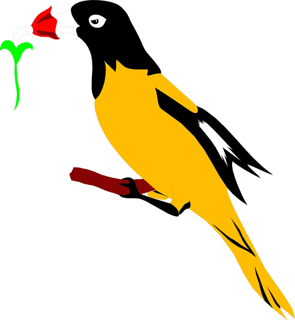 958x1039 Oriole Free Stock Photo Illustration Of A Yellow And Black