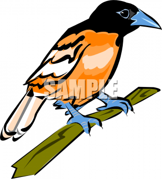 318x350 Oriole Bird Clipart