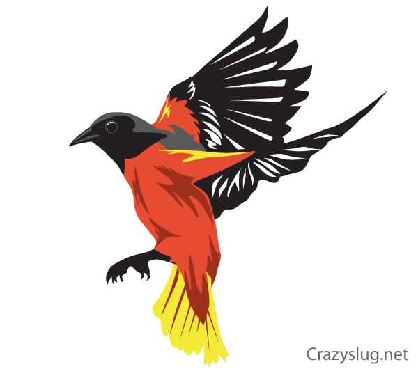 600x530 Oriole Bird Vector Free Oriole Bird, Bird And Free