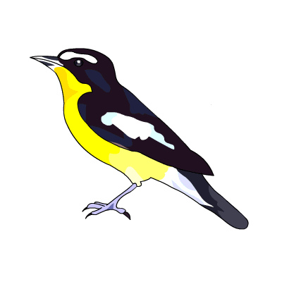 400x400 Yellow Rumped Flycatcher Royalty Free Bird Clipart