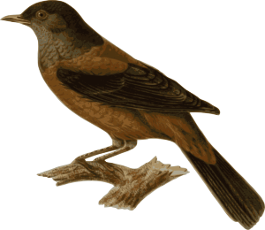 300x260 Animal Png Clip Arts Page 5