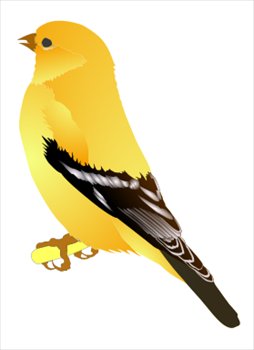 254x350 Golden Oriole Clipart Collection