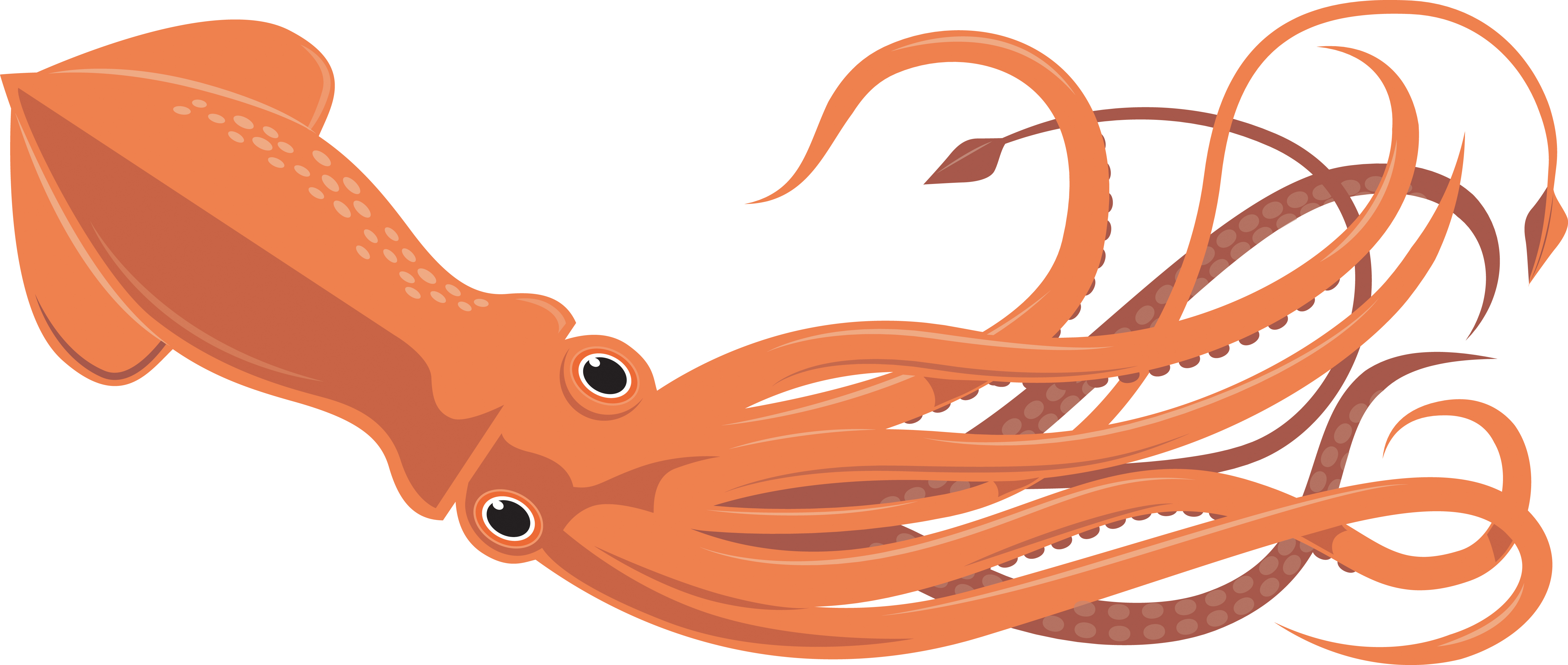 5401x2292 Squid Clipart Free Clip Art