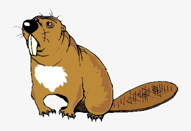 650x447 Cartoon Beaver Teeth, Tooth, Beaver, Otter Png Image And Clipart