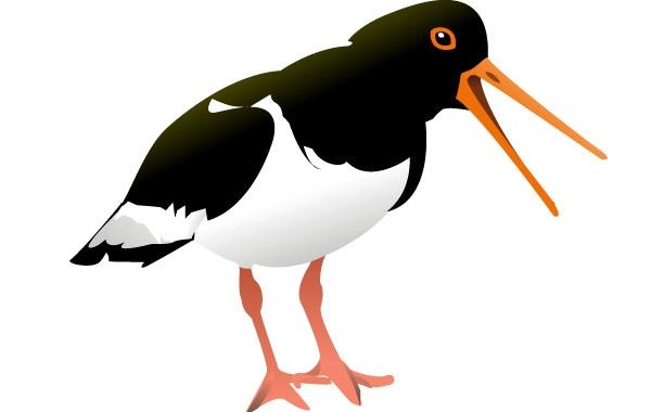 600x380 Oyster Catcher Bird Clip Art